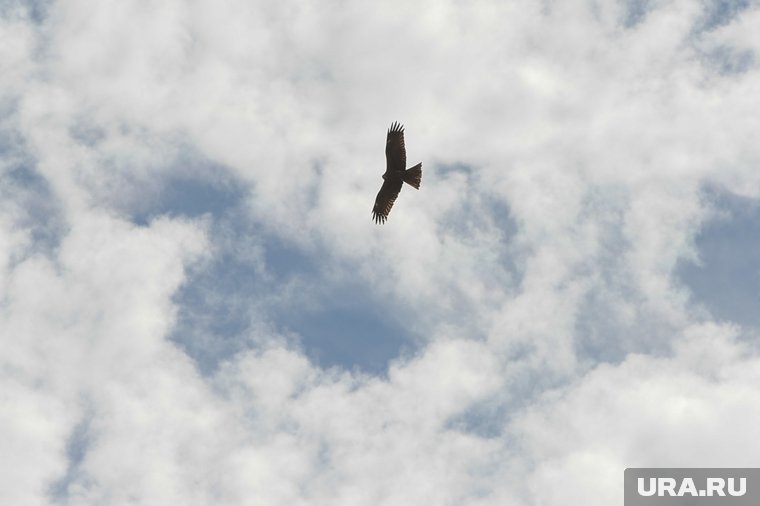 В Екатеринбурге 16 видов редких хищных птиц находят пищу и кров