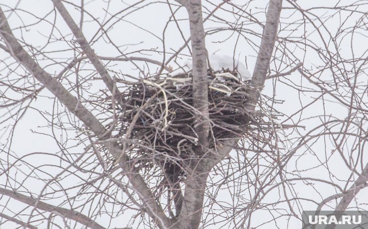 Губернатор ЯНАО поделился кадрами редких краснокнижных птиц. Видео