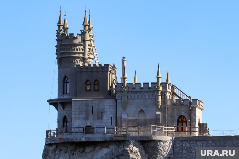 Сброшенную с обрыва живодером кошку Мусю нашли живой: почему за ее судьбой следит вся страна