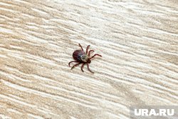 В России из-за аномальной весны активизировались клещи