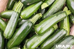 Куда пустить молодые, зрелые и перезревшие кабачки