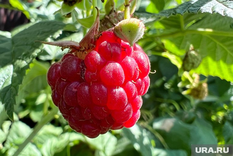 Когда пересаживать малину: инструкция от опытного садовода