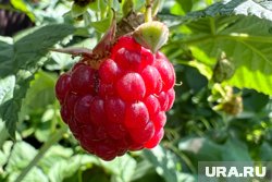 Когда пересаживать малину: инструкция от опытного садовода