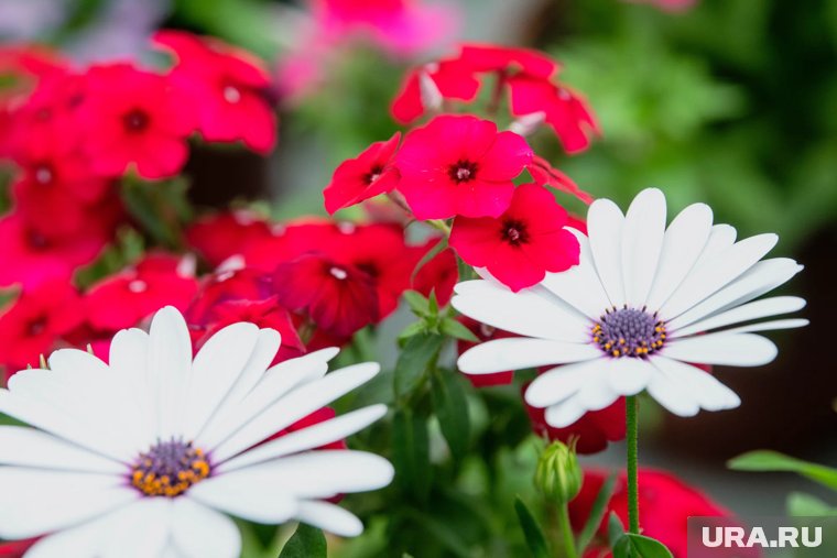 Как и какие многолетники высаживать под зиму: инструкция от садовода