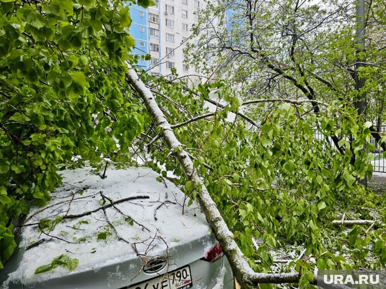 Машины завалило деревьями после разрушительного снегопада в Москве. Фоторепортаж