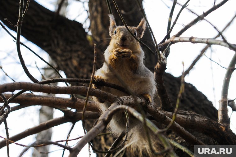 В Челябинской области взбесились белки, барсуки и енотовидные собаки