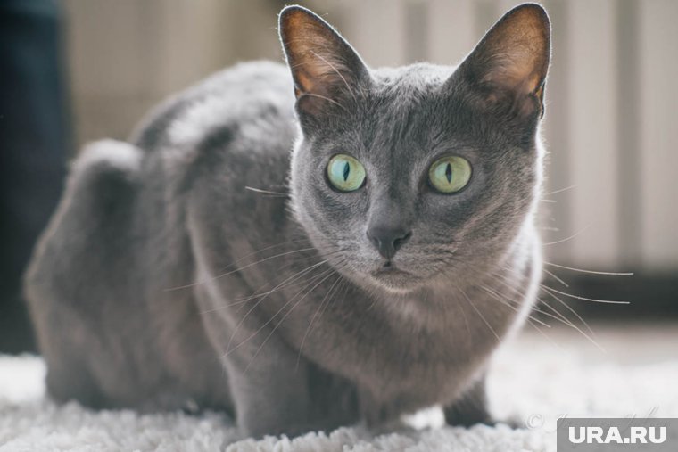 Кошки-долгожители: топ-7 пород, которые живут дольше остальных