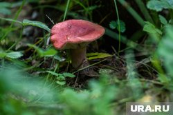 Пермяки поделились необычными рецептами из грибов, которые многие недооценивают