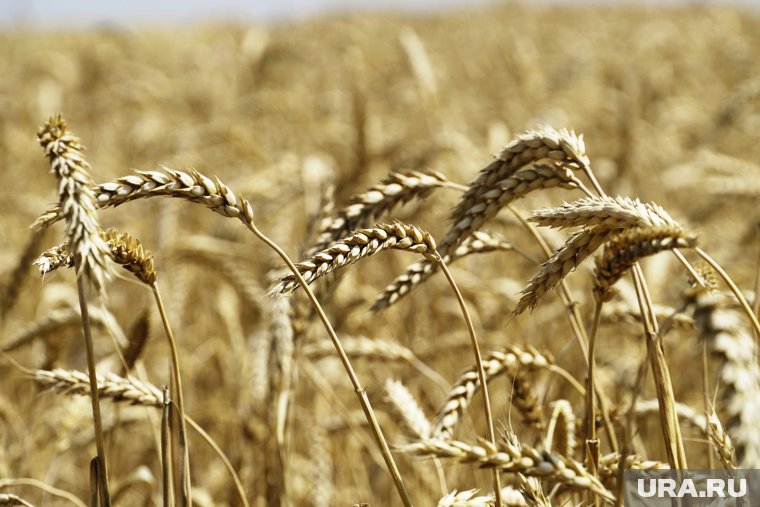 Аграрии в Челябинской области собрали рекордный урожай