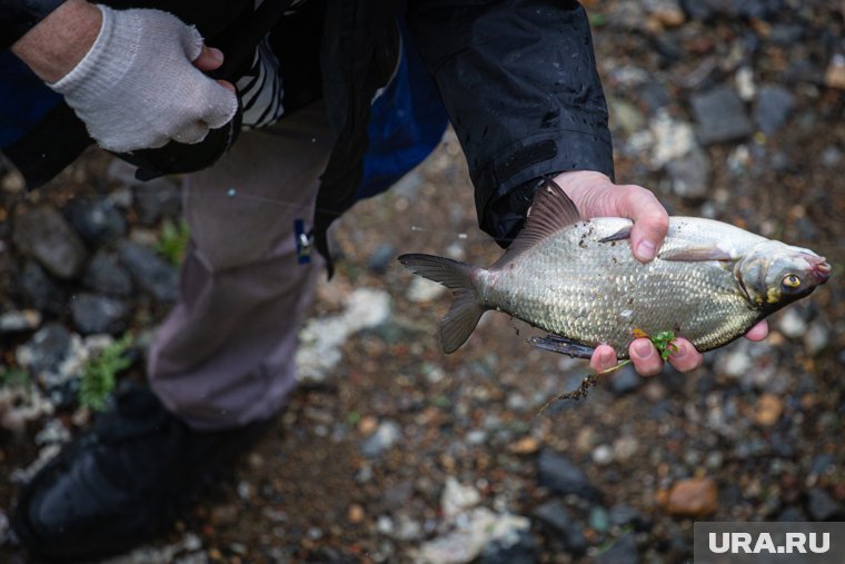 Неизвестная рыба, пойманная в Курганской области, оказалась редкой. Фото