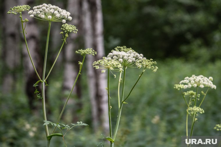 Косят траву и вводят новый закон: как в России борются с борщевиком