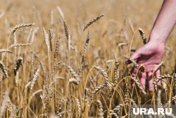 Метод Терентия Мальцева поможет завалить страну хлебом: как Хрущев гостил в селе у курганского агронома