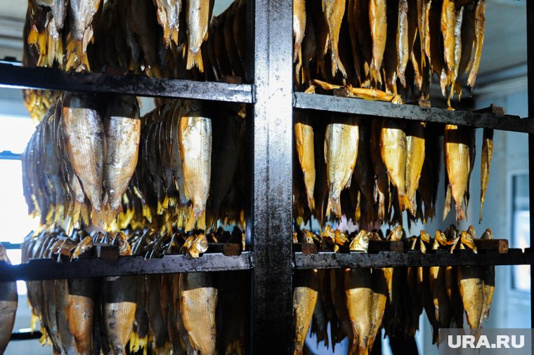 Что будет с пелядью после катастрофического «замора» в Обском бассейне Ямала 