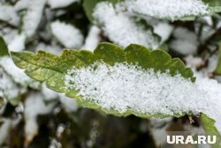 Стало известно, когда в России выпадет первый снег