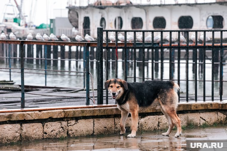 Примут ли в России законопроект об эвтаназии бездомных животных: аргументы «за» и «против»