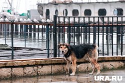 Примут ли в России законопроект об эвтаназии бездомных животных: аргументы «за» и «против»