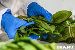 Еда с грядки: простые блюда из первой зелени