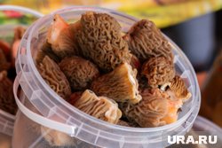 Миколог назвал грибы, которые нельзя собирать весной