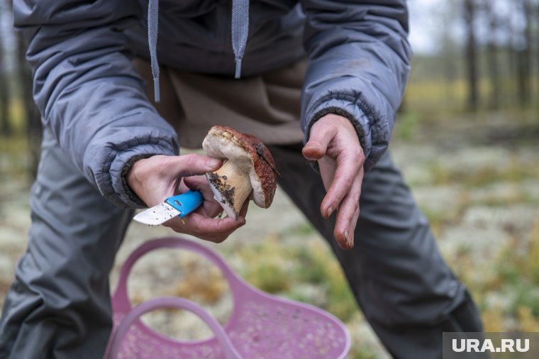Как не потеряться в лесу: правила, которые должен знать каждый грибник