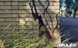 За курганским Бэнкси охотятся власти