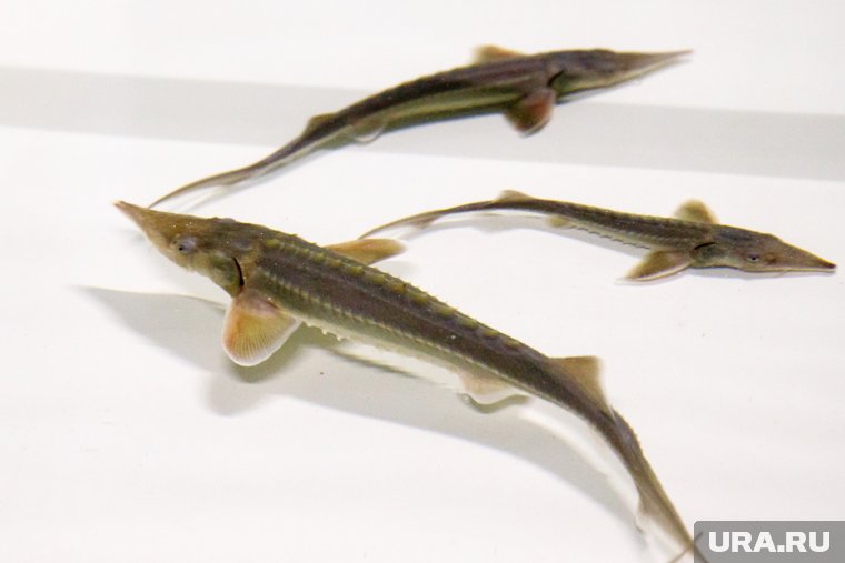 В ХМАО с помощью дрона задержали браконьера с рыбой, занесенной в Красную книгу. Фото