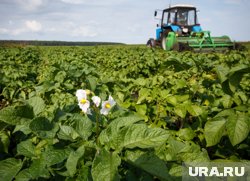 В Тюменской области в самом разгаре уборочная кампания