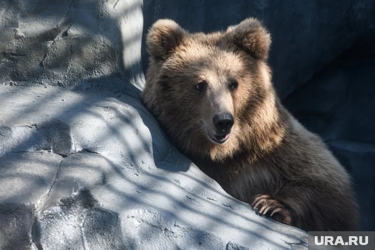 Что делать при встрече с медведем и как не заблудиться в лесу