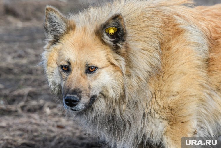 В ЯНАО мэрия занялась отловом собак после нападения на девочку