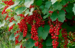 Сокровищница витаминов: как заготавливать и использовать листья смородины