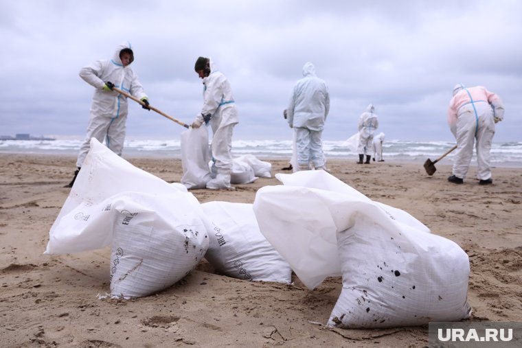 Борьба с мазутом и спасение птиц: как выглядят пляжи Анапы после экологической катастрофы. Фоторепортаж