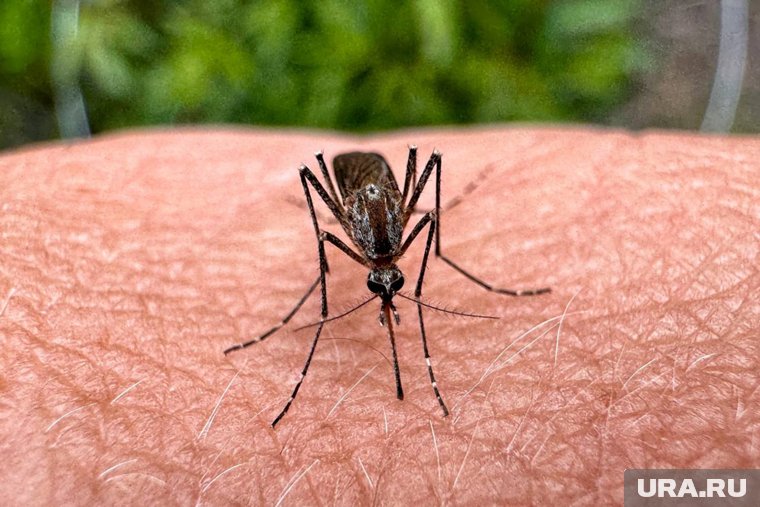 Как спастись от комаров: лучшие средства для защиты от насекомых