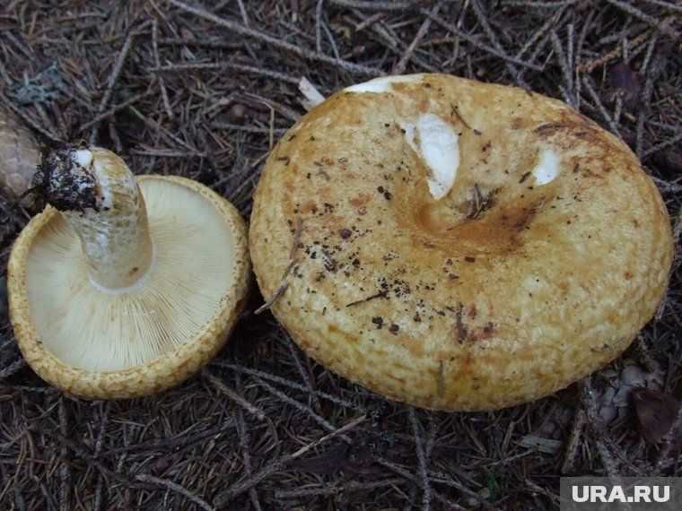 Кому категорически нельзя есть грузди — мнение диетолога