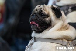 Болезни собак осенью: что нужно знать владельцам, чтобы спасти любимца