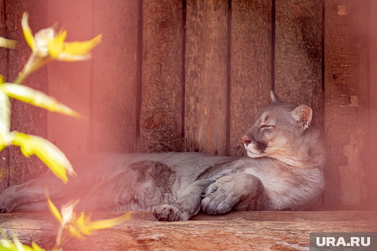 Пермский зоопарк готовится к торжественному открытию