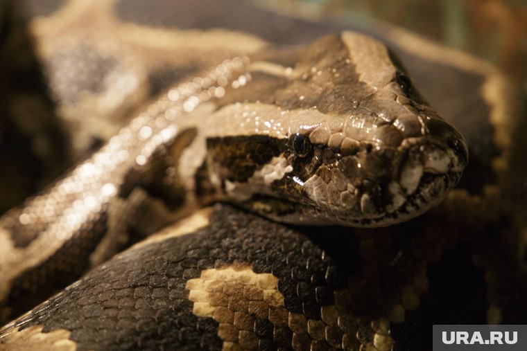 В ЯНАО от укуса змеи умер домашний пес