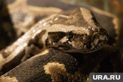 В ЯНАО от укуса змеи умер домашний пес