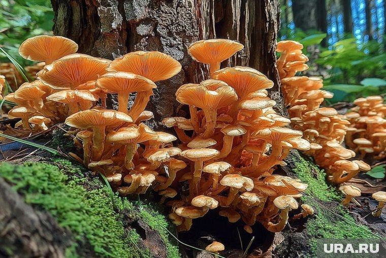 Начинается сезон опят: все, что нужно знать грибнику