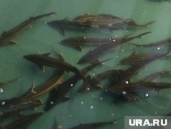 В ХМАО браконьеры выловили 1,5 тонны стерляди и осетра