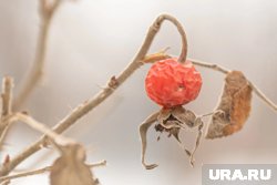 Суперфуды осени: диетолог рассказала что есть, чтобы быть здоровым