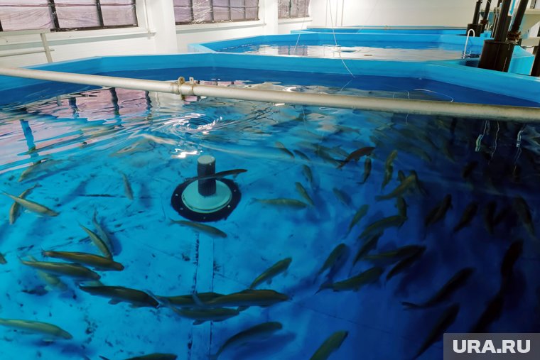 На Ямале популяцию муксуна восстанавливают за счет крупных компаний