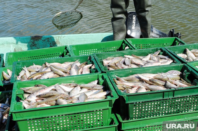 «Пелядь и карп могут не дожить до осени»: что угрожает рыбе в курганских озерах