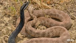 Опасные змеи на российских курортах: где можно встретить и как себя вести