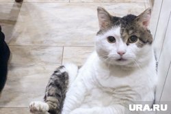 Кошки-целители: как наши питомцы помогают нам справляться с болезнями