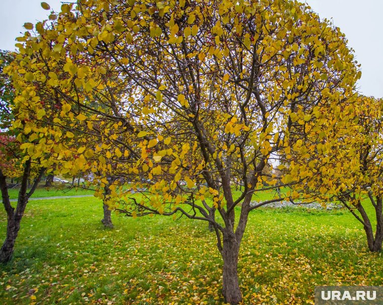 Как подготовить яблони к зиме: советы опытного садовода