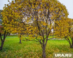 Как подготовить яблони к зиме: советы опытного садовода