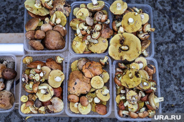 В лесах у Кургана жители собирают грибы ведрами и ящиками. Фото