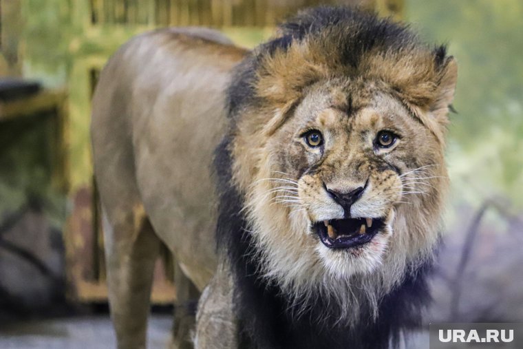 Полиция завершила проверку по делу о жестоком обращении со львом из Сургута