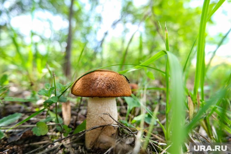 Боровики пошли: где искать короля грибов и как правильно есть их