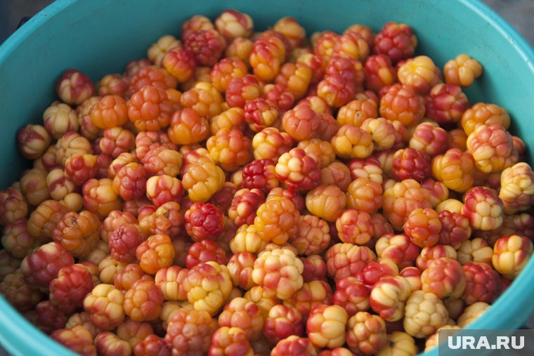 «Отдам по 1200 рублей»: продавцы морошки в ЯНАО уже готовы торговаться. Фото