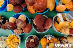 Сколько стоят белые грибы, грузди и лисички в Кургане